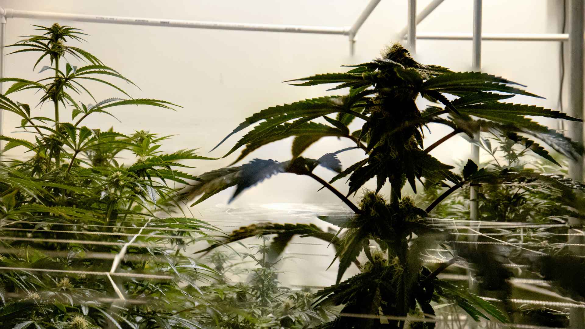 Growing Cannabis Indoor