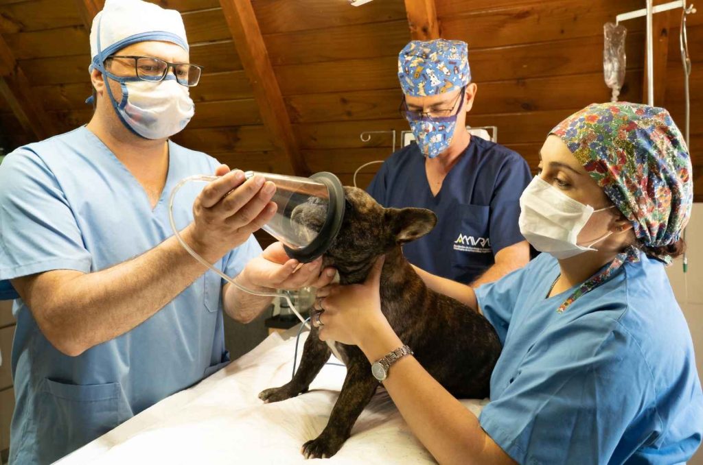 Veterinary Dogs