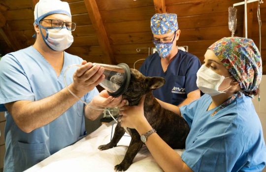 Veterinary Dogs2